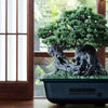 Bandai SRL X Bandai Spirits. Bonsai Model Kit (P-Bandai) - Kidultverse